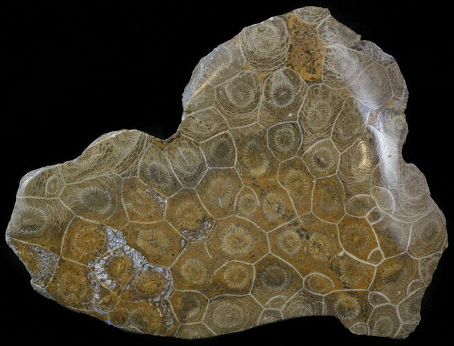 Polished Fossil Coral Head - Morocco #44910